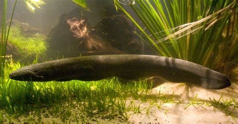 electric eels in the ocean